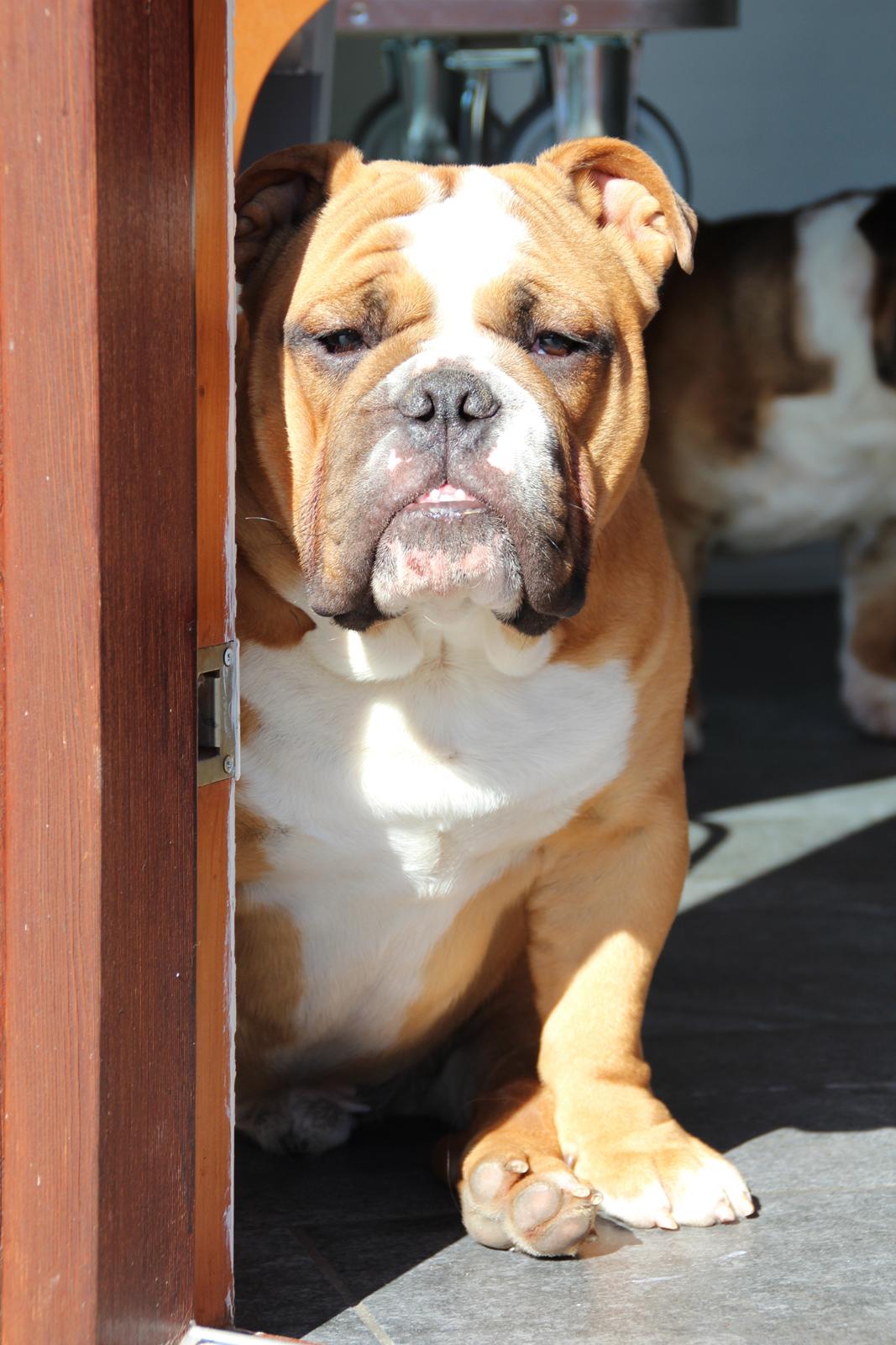 Engelsk bulldog Nobozz Maximus aka Maxi Børge - En af de første solstråler i år 2013 billede 8