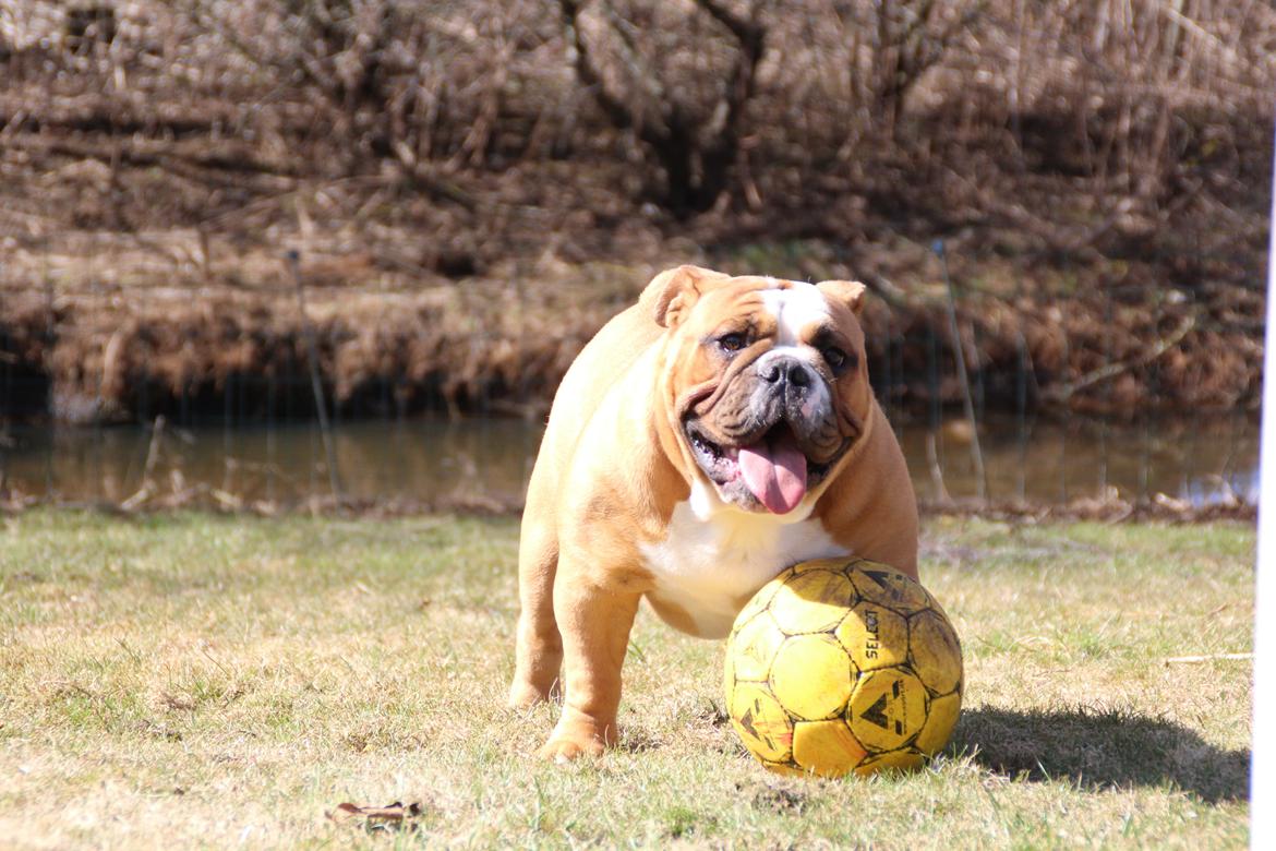 Engelsk bulldog Nobozz Maximus aka Maxi Børge billede 9