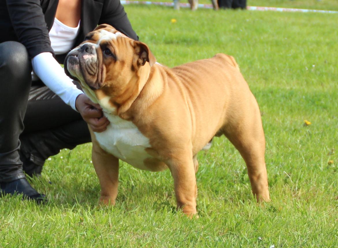 Engelsk bulldog Nobozz Maximus aka Maxi Børge billede 10