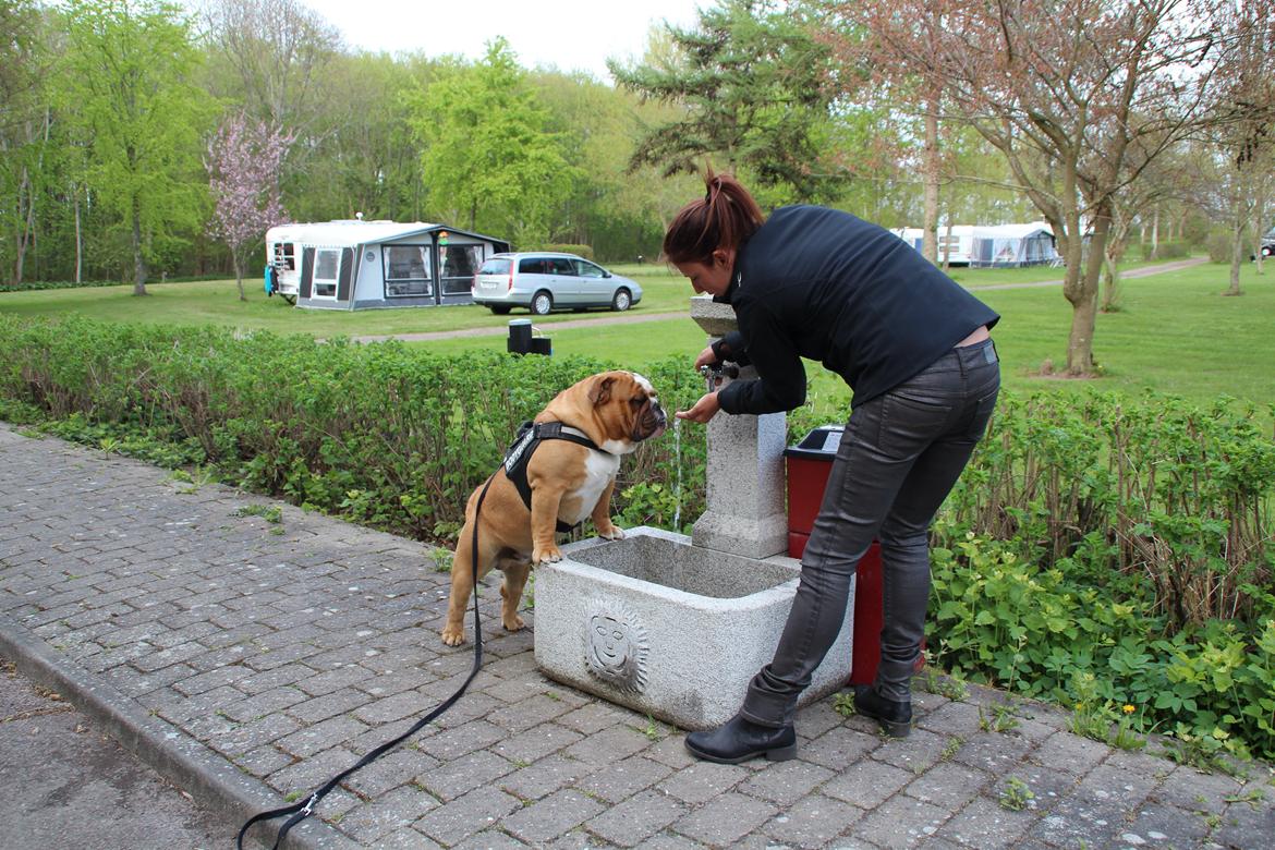 Engelsk bulldog Nobozz Maximus aka Maxi Børge - giv mig så det vand mor. billede 11