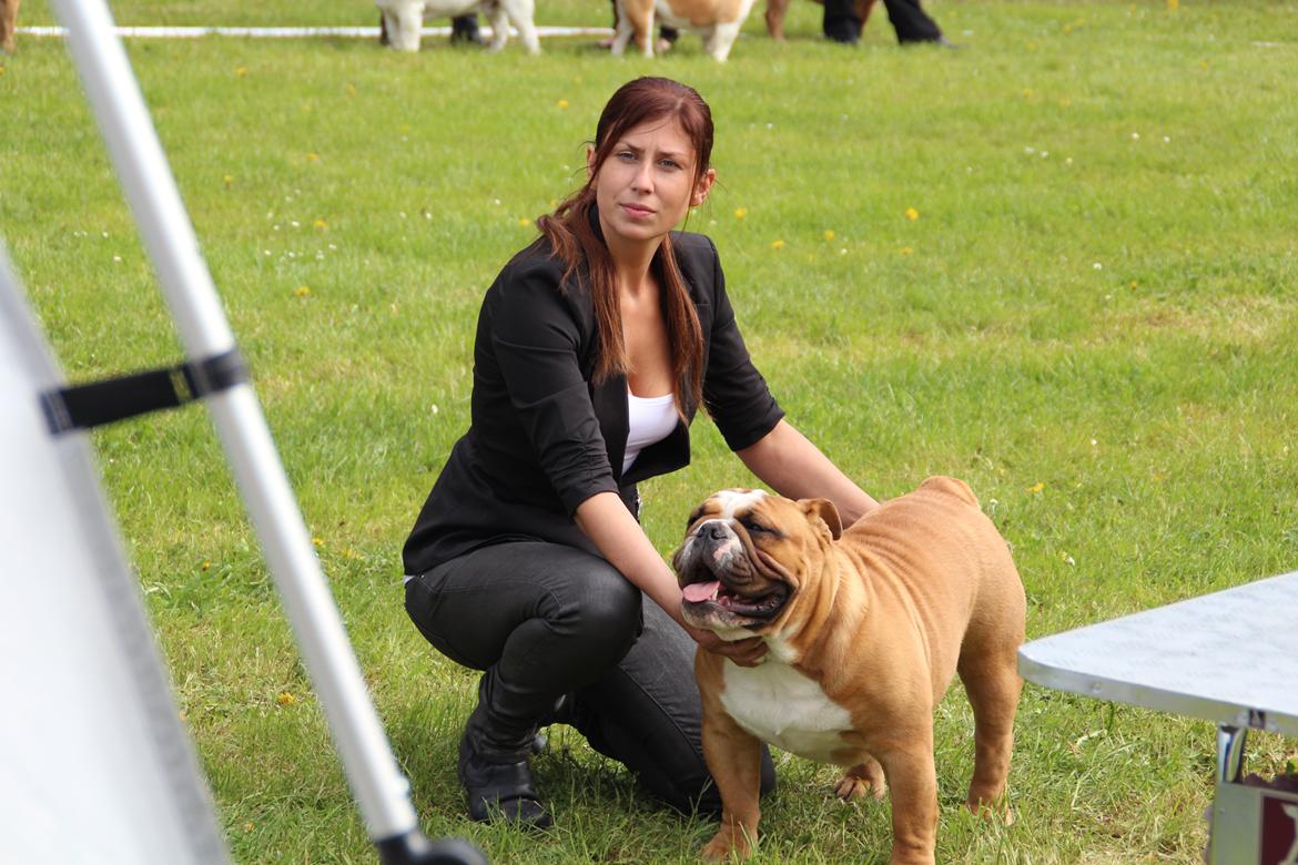 Engelsk bulldog Nobozz Maximus aka Maxi Børge billede 12