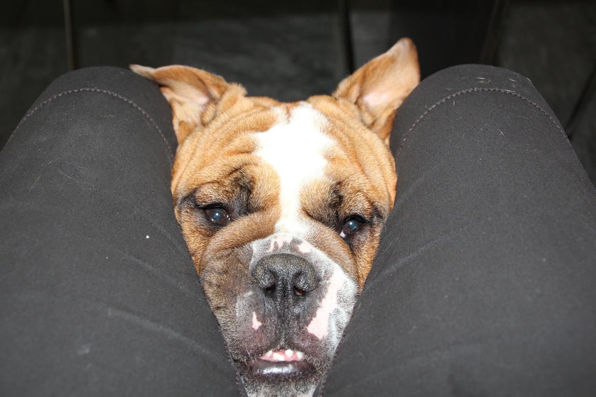 Engelsk bulldog Nobozz Maximus aka Maxi Børge - I mit næste liv vil jeg være kanin. billede 13