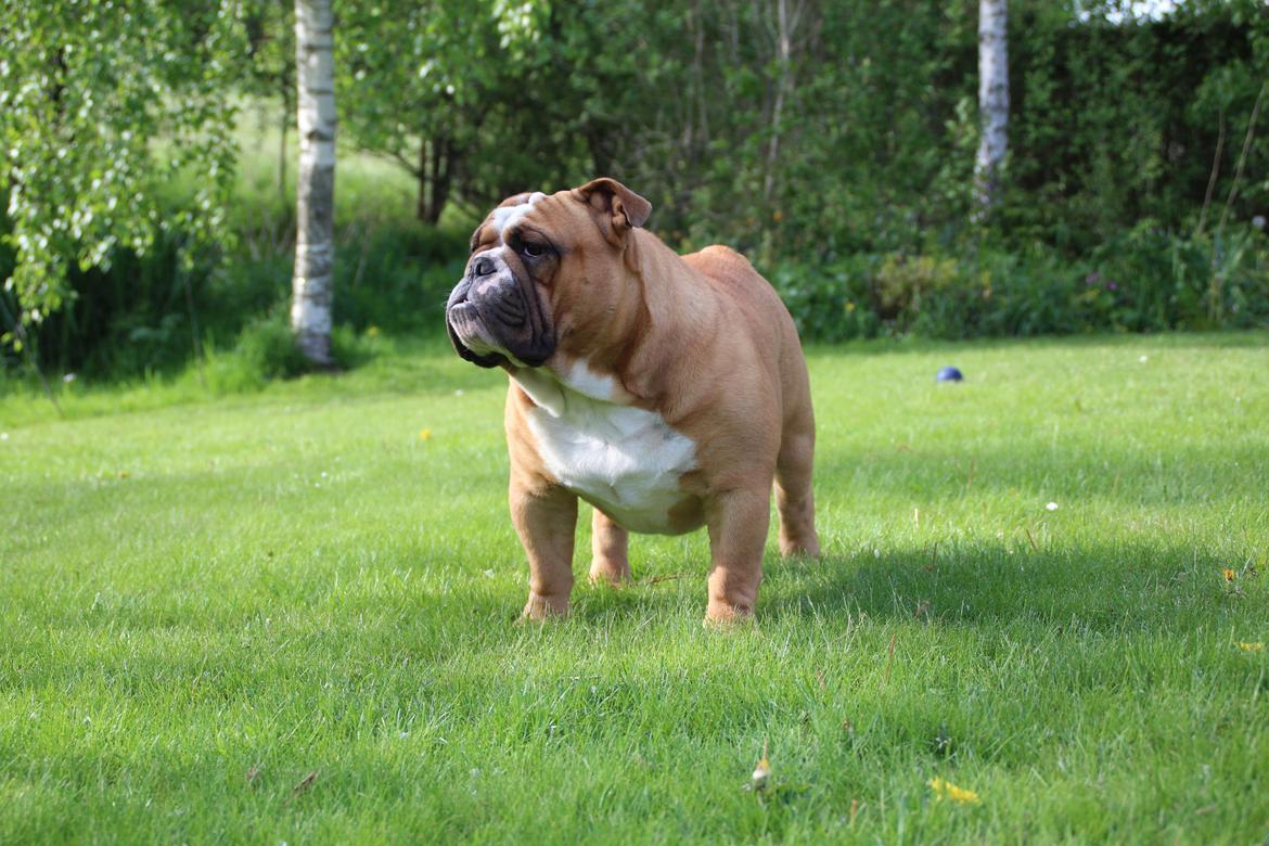 Engelsk bulldog Nobozz Maximus aka Maxi Børge billede 14