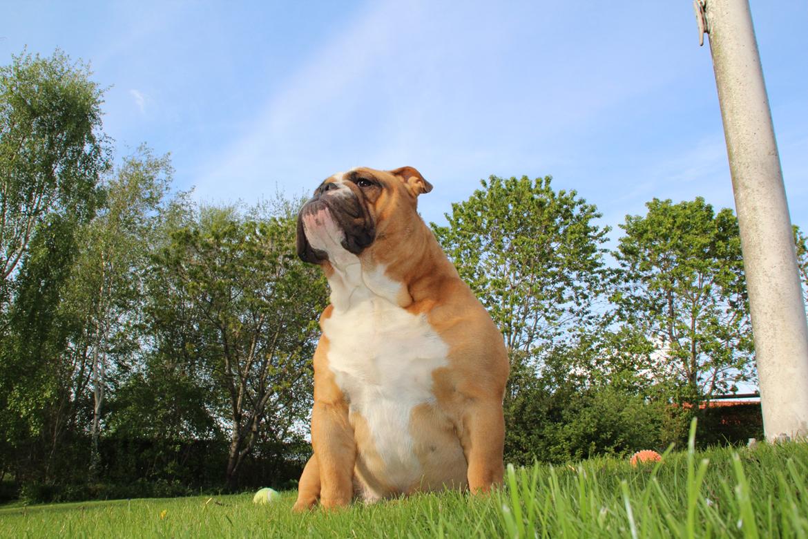 Engelsk bulldog Nobozz Maximus aka Maxi Børge billede 15