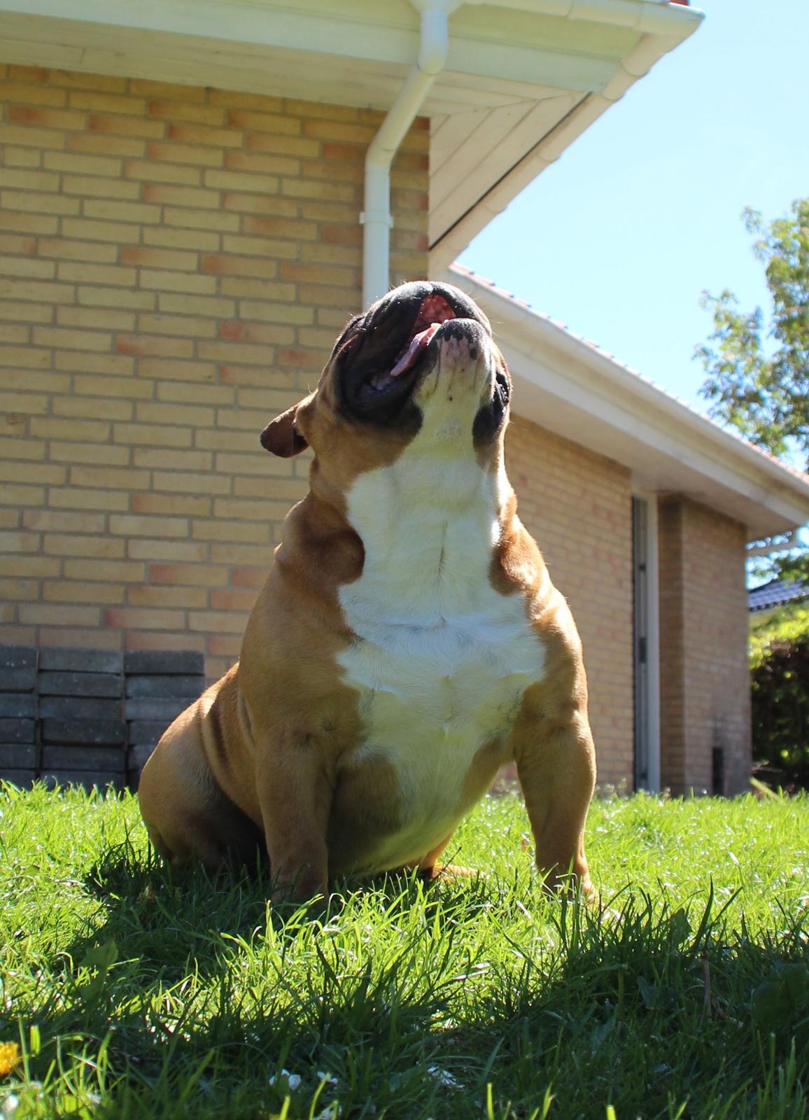 Engelsk bulldog Nobozz Maximus aka Maxi Børge billede 16