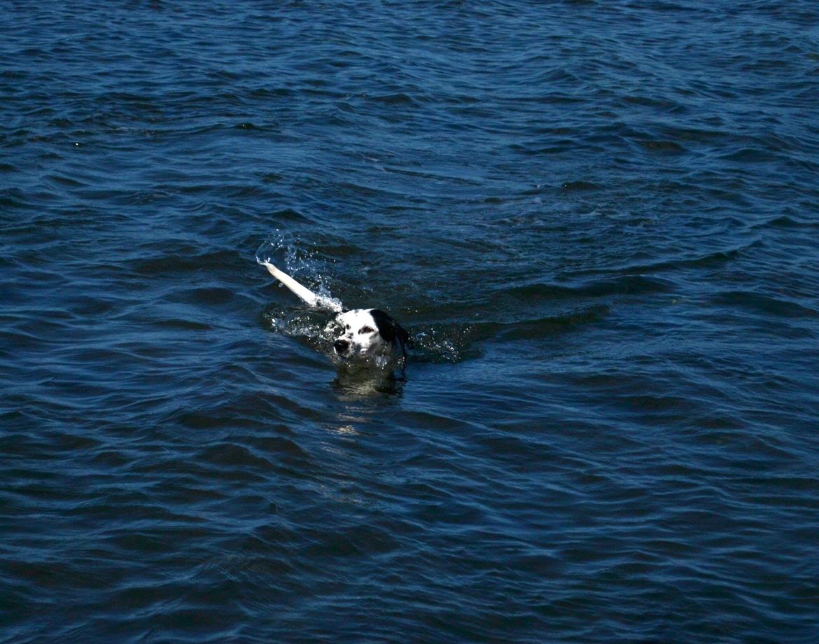 Blanding af racer Pixie (Miss Piggy) - Pixie svømmer. billede 20