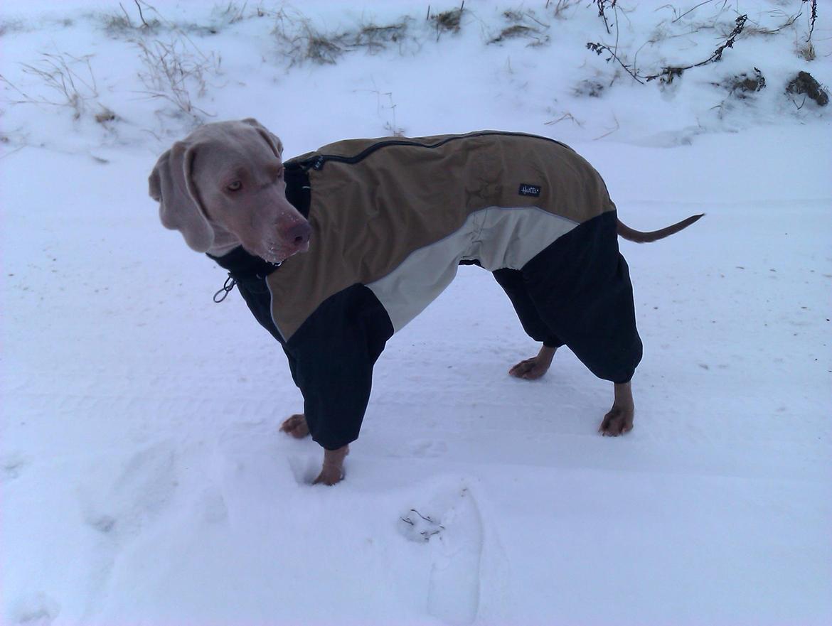 Blanding af racer Freja (R. I. P. )?? - Klar til vinter træning :) billede 6