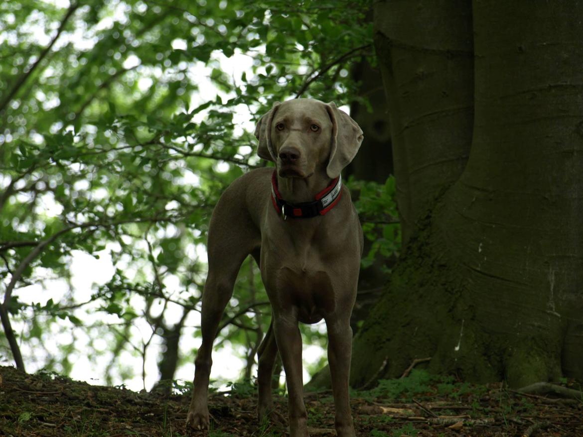 Blanding af racer Freja (R. I. P. )?? - I hundeskoven :o) billede 2