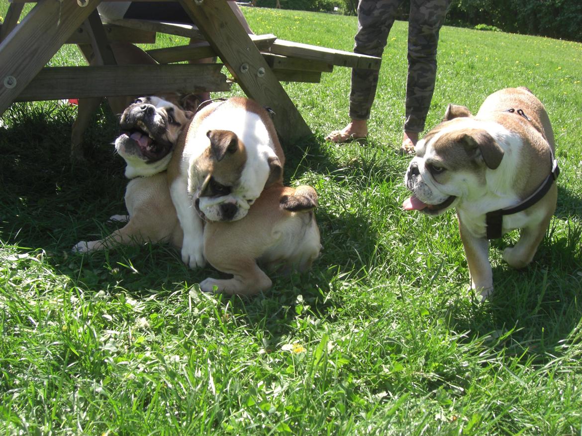 Engelsk bulldog Otto - Til søskendetræf, Otto bliver kanøflet af lillesøster Daisy billede 2