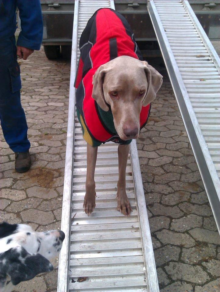 Blanding af racer Millie R.I.P. 16/9/2012 - Sidste billede af Millie, hun blev aflivet om eftermiddagen d. 16/9/2012. billede 2