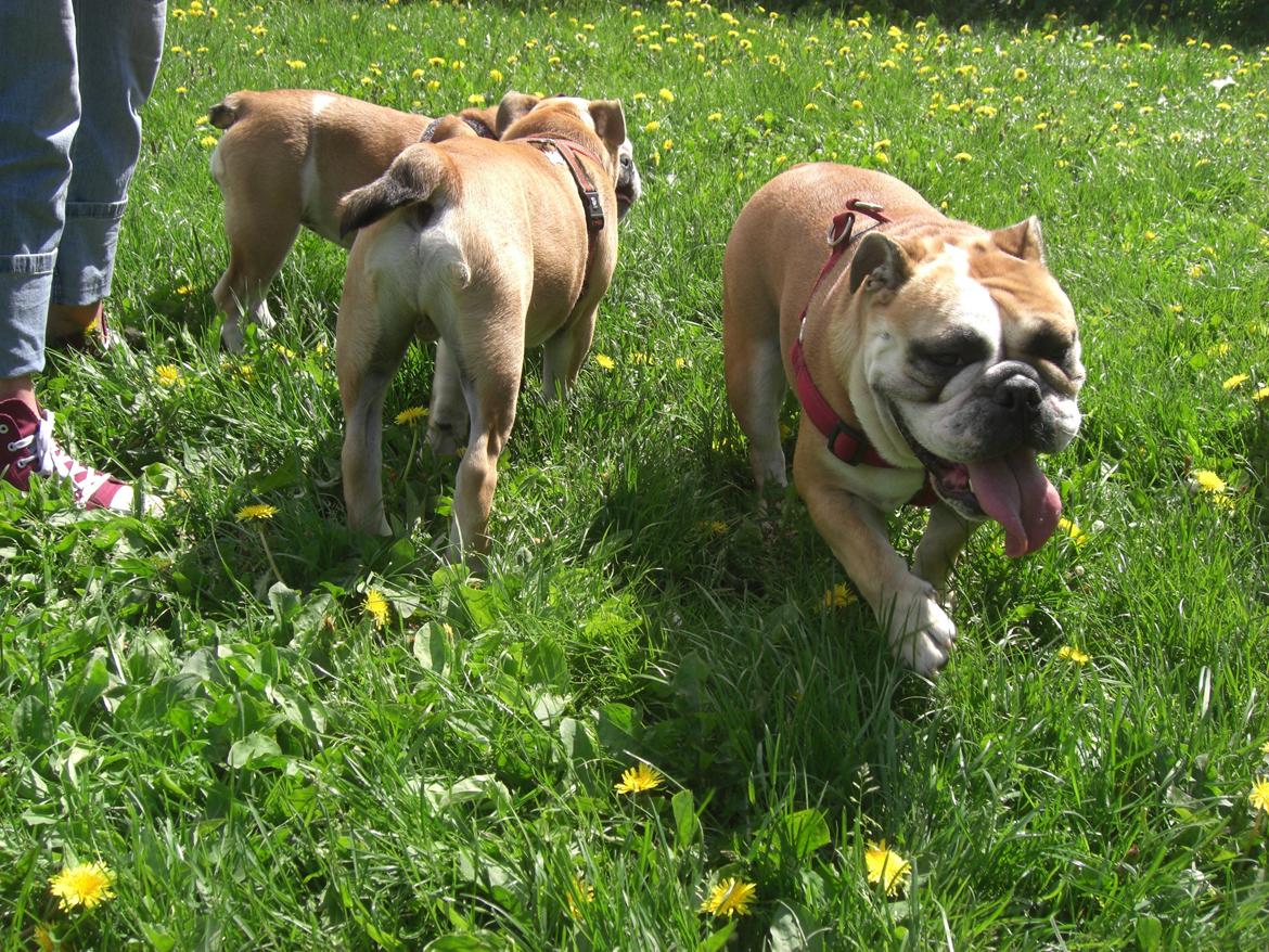 Engelsk bulldog Otto - Otto's bag ende med hans lange hale sammen med hans dejlige mor. 5 mdr gammel har han allerede samme højde som hende. billede 3