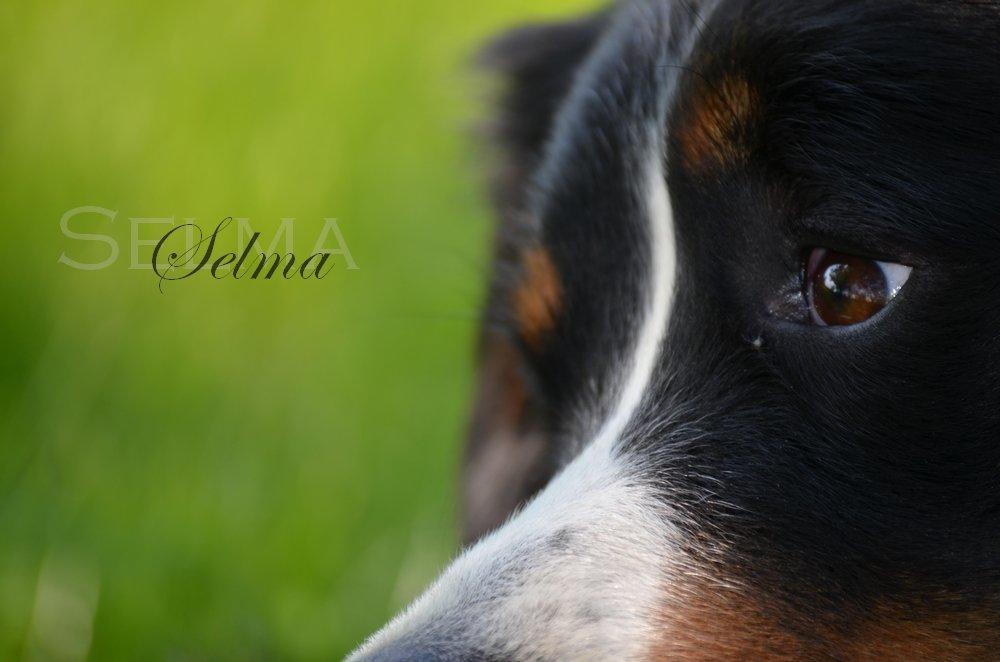 Berner sennenhund Selma billede 1