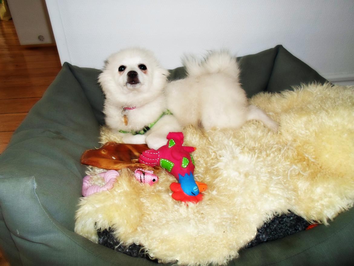 Japansk spids Snowey billede 3