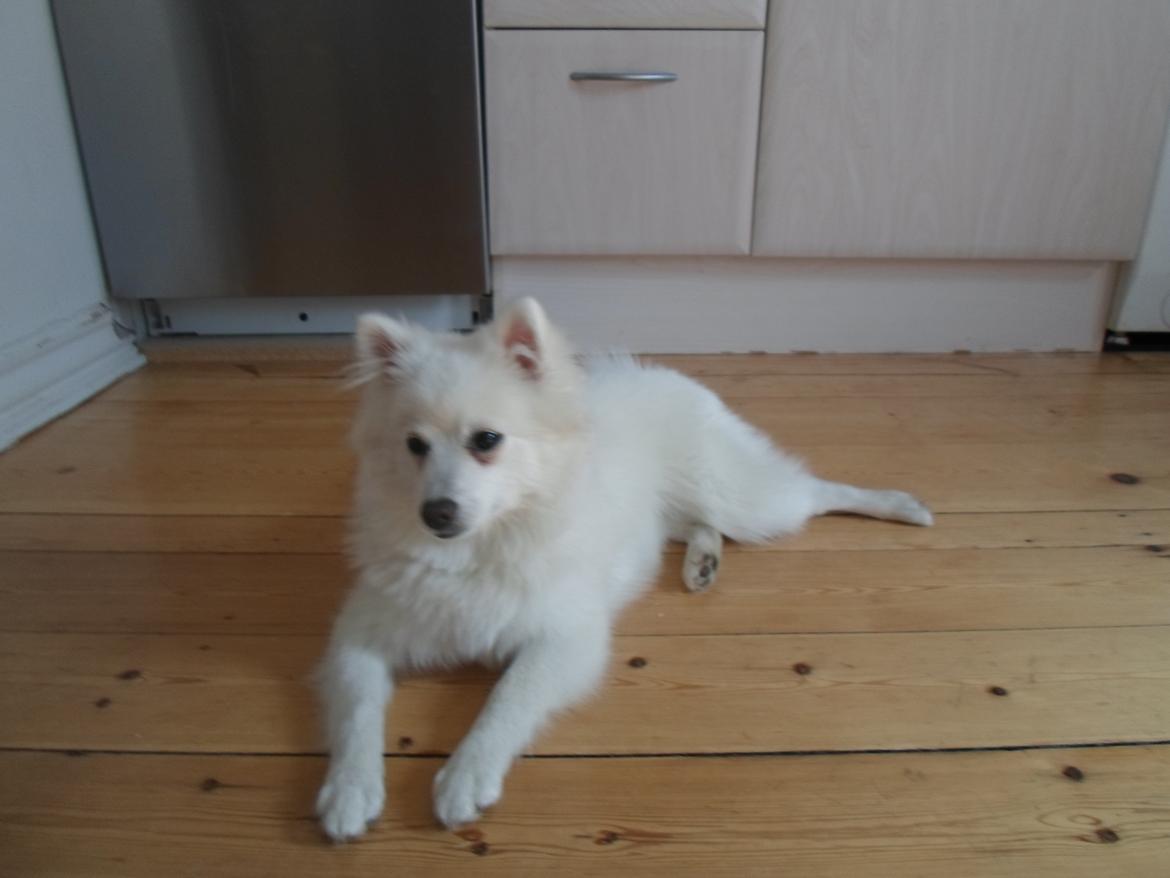 Japansk spids Snowey billede 4