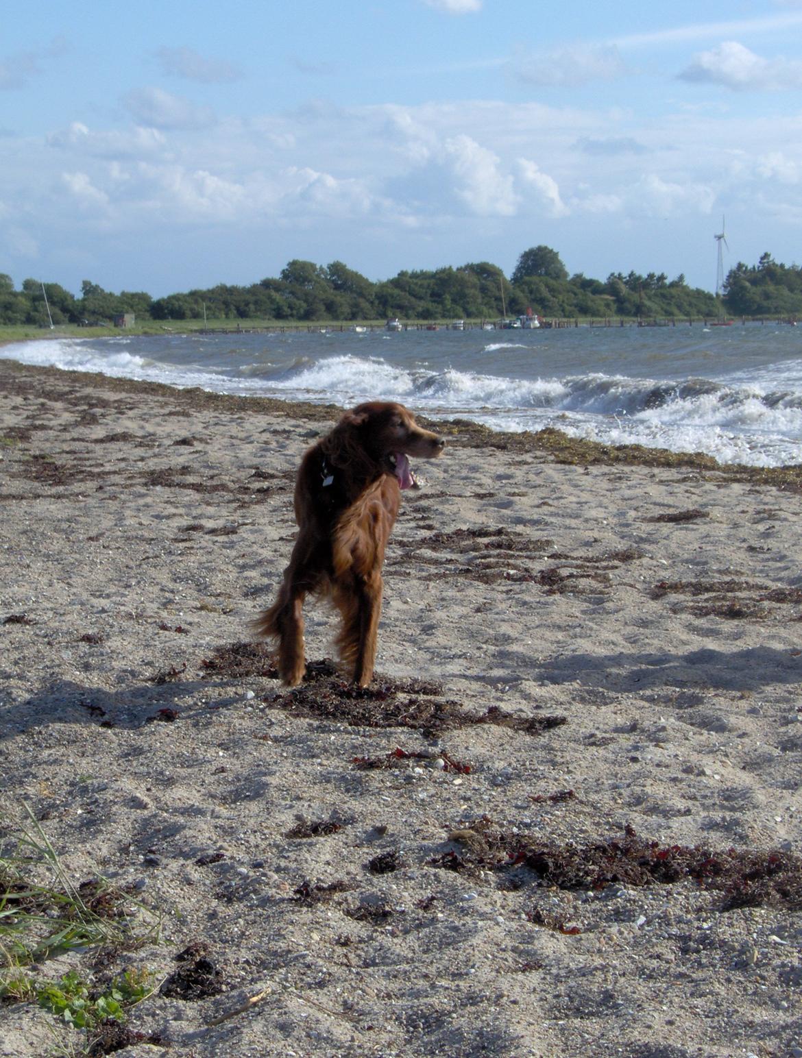 Irsk setter Røskva - hun elskede at være på
stranden billede 1