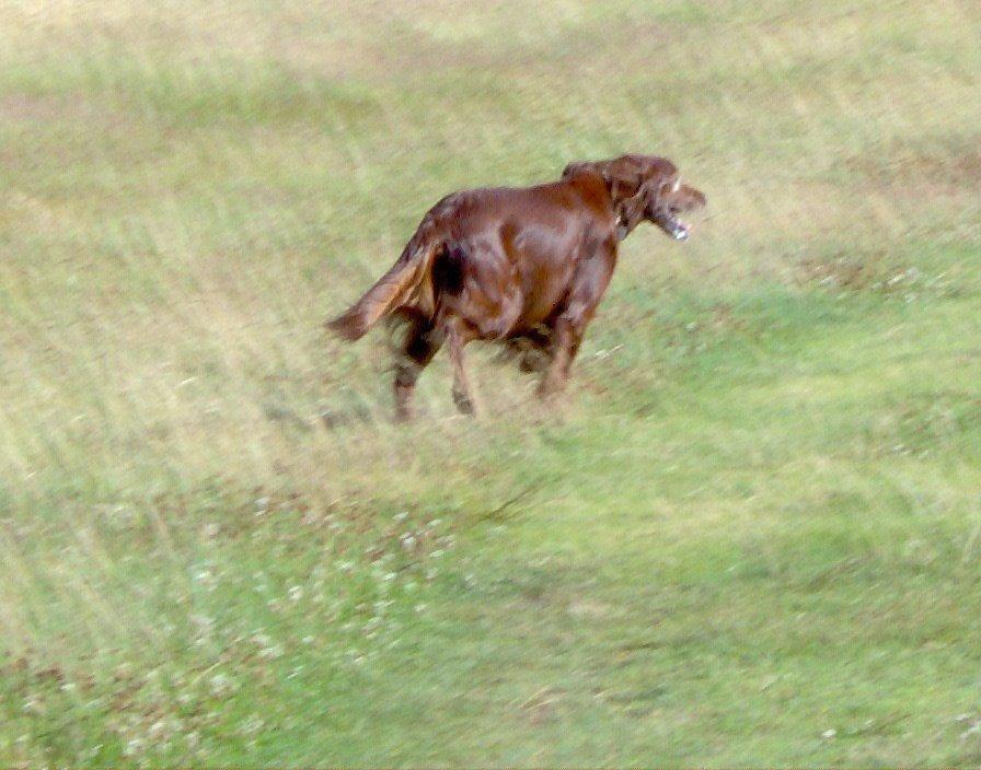 Irsk setter Røskva billede 2