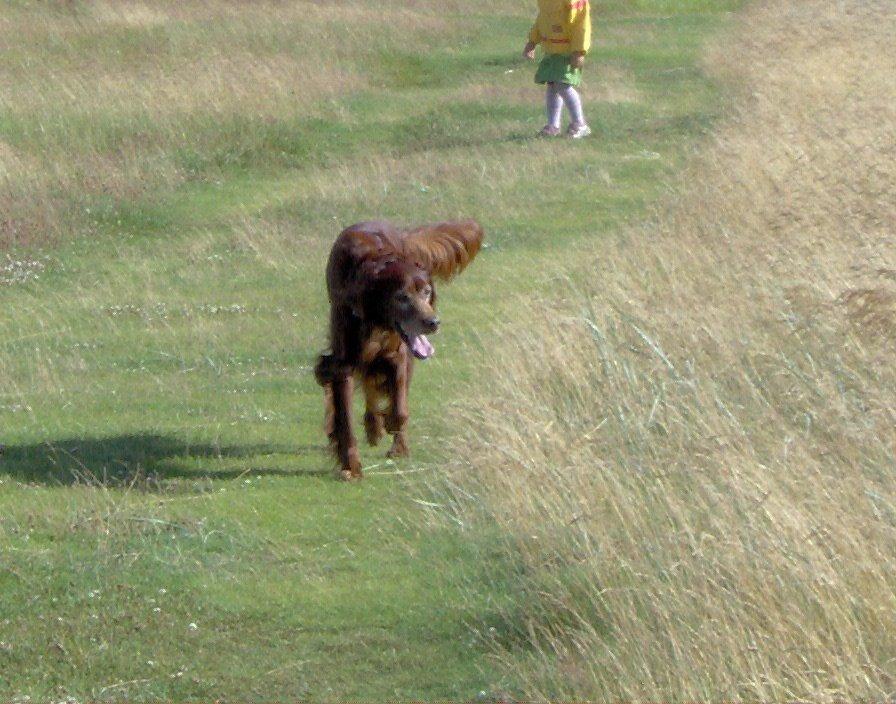Irsk setter Røskva billede 3