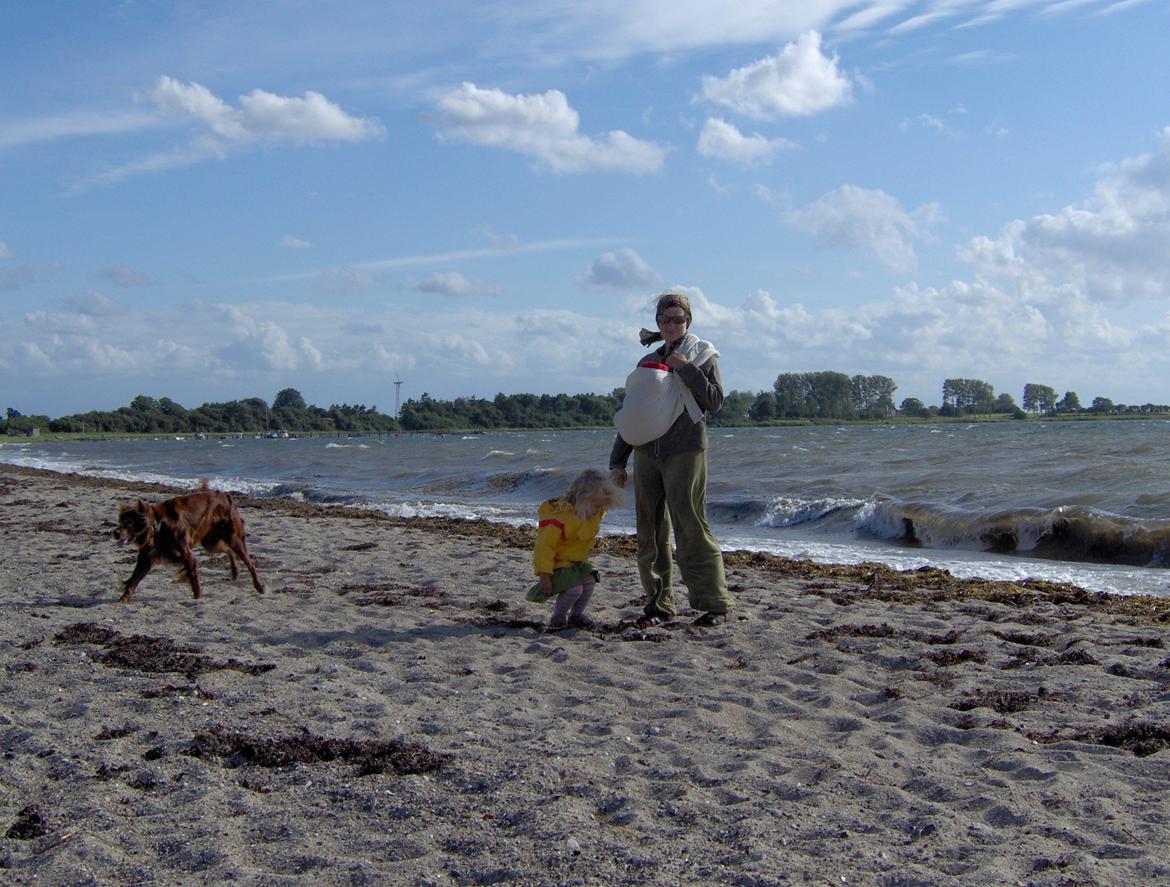 Irsk setter Røskva billede 4