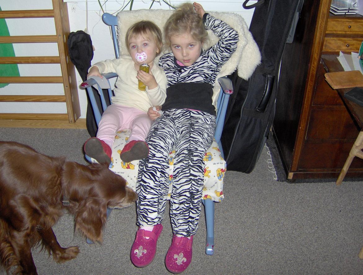 Irsk setter Røskva billede 5