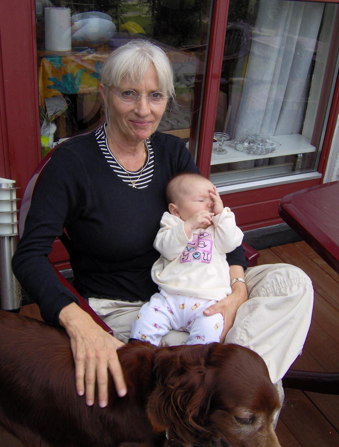 Irsk setter Røskva billede 6