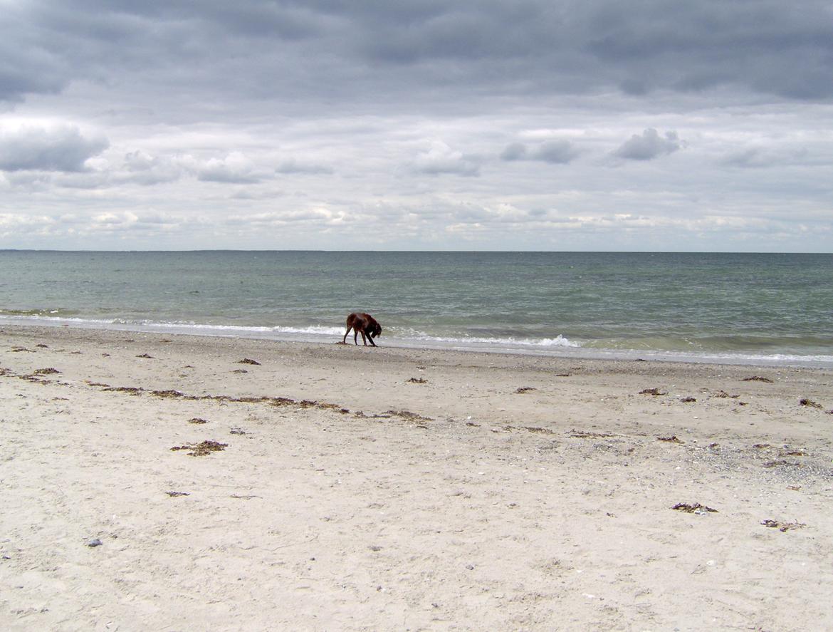 Irsk setter Røskva billede 7