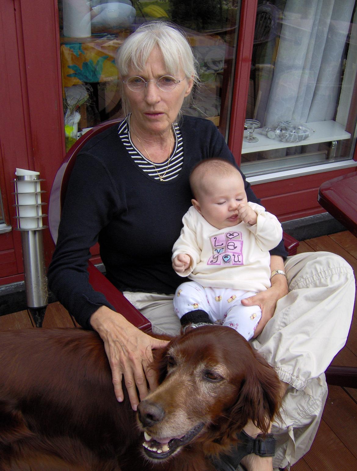 Irsk setter Røskva billede 8