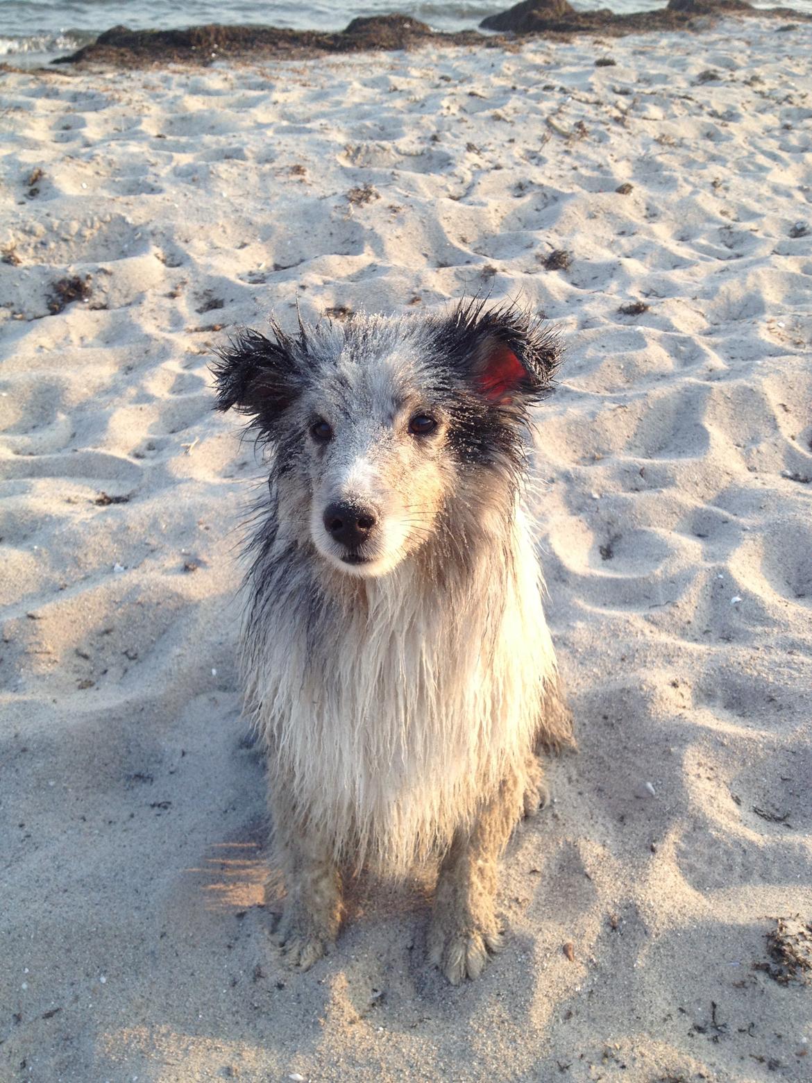 Shetland sheepdog Shenaja Blue Star On The Sky - Chicha <3 - Chicha efter en tur i havet og en masse rulle ture i sandet :D - 2013. billede 16