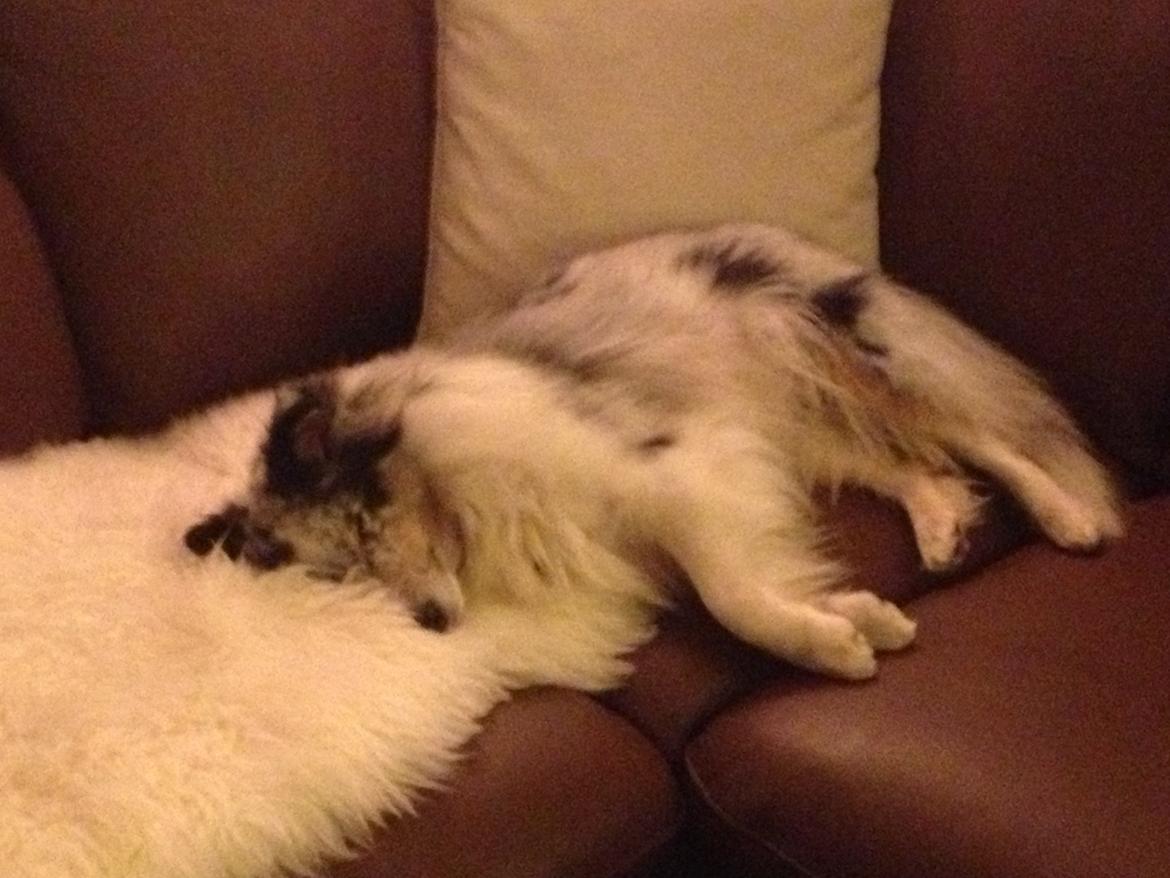 Shetland sheepdog Shenaja Blue Star On The Sky - Chicha <3 - Hun har det sgu godt <3 billede 18