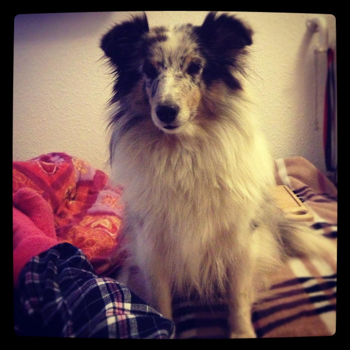 Shetland sheepdog Shenaja Blue Star On The Sky - Chicha <3 - Chicha der sidder og kigger sødt på mig.. eller min mad ;) billede 19