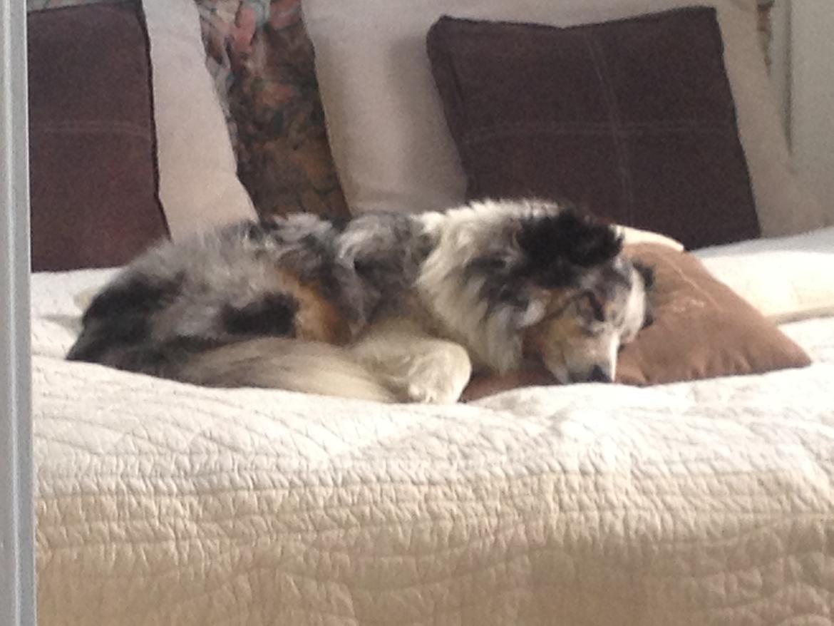 Shetland sheepdog Shenaja Blue Star On The Sky - Chicha <3 - Jeg elsker dig pusling<3 billede 20