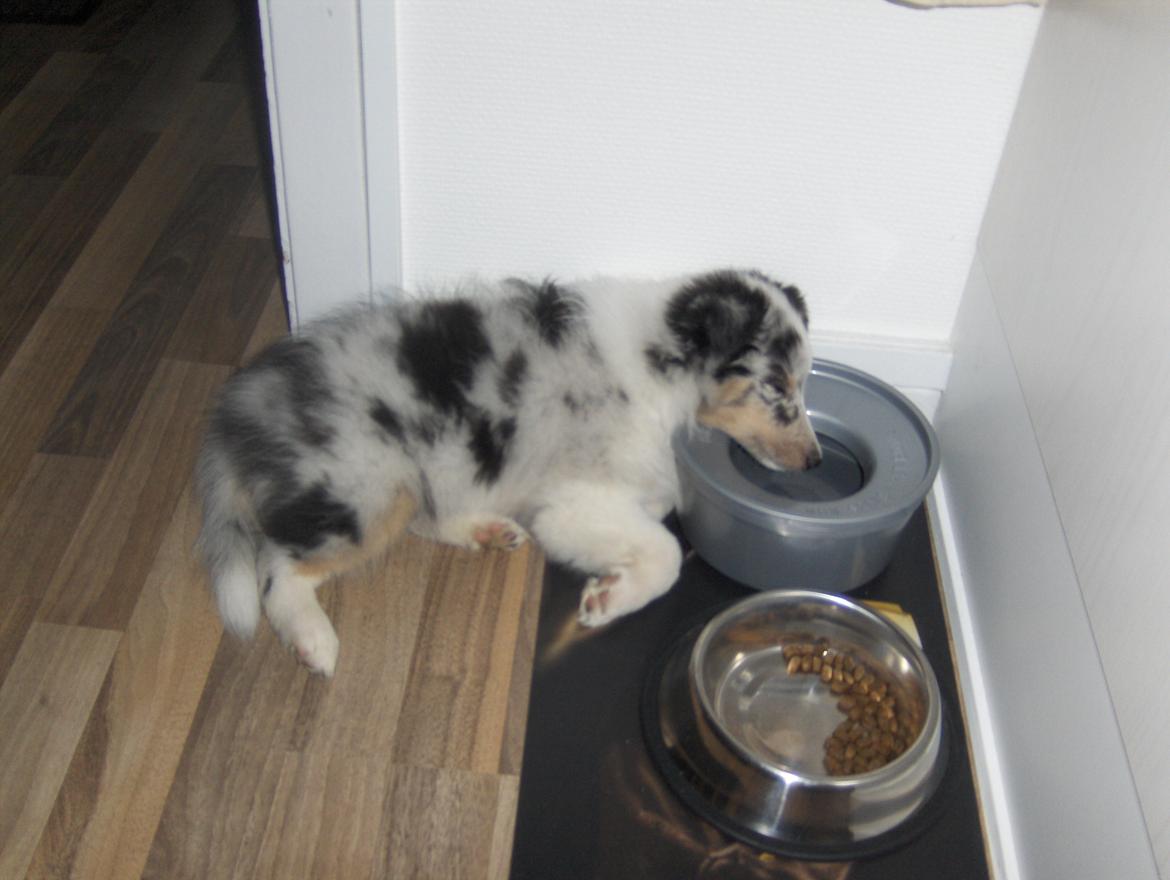 Shetland sheepdog Shenaja Blue Star On The Sky - Chicha <3 - Chicha sover med hovedet næsten nede i vandkoppen :D billede 2