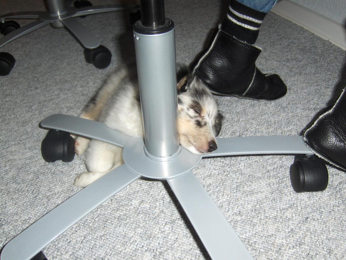 Shetland sheepdog Shenaja Blue Star On The Sky - Chicha <3 - Nurh altså :') billede 5