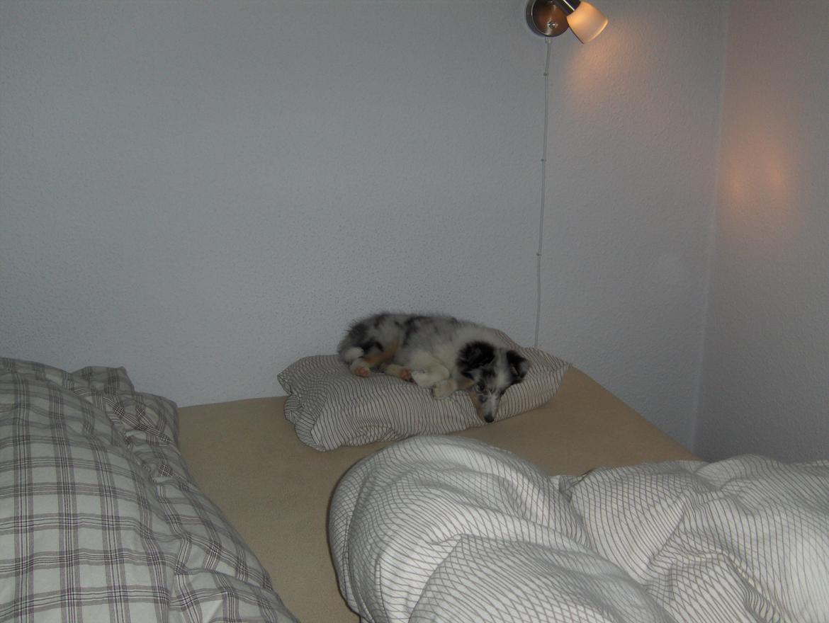 Shetland sheepdog Shenaja Blue Star On The Sky - Chicha <3 - Søde Chicha sover på min fars hovedpude :) billede 4