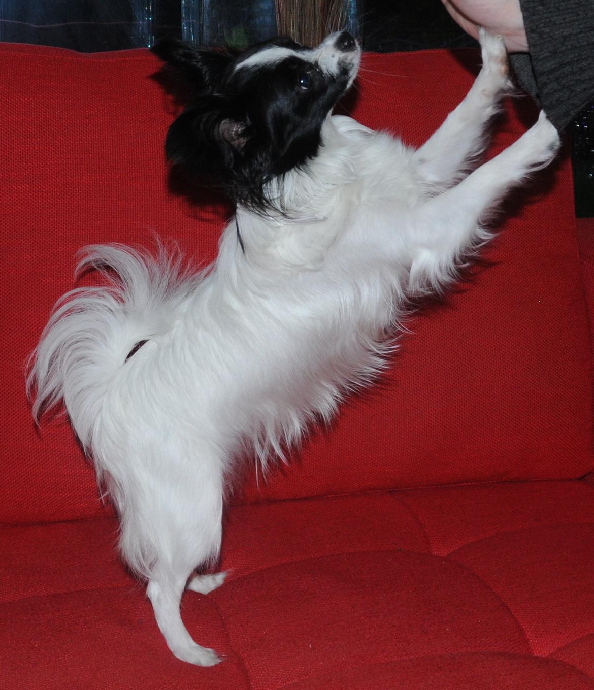 Papillon Zanni's Alicia billede 4