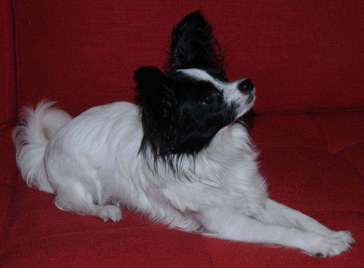 Papillon Zanni's Alicia billede 5