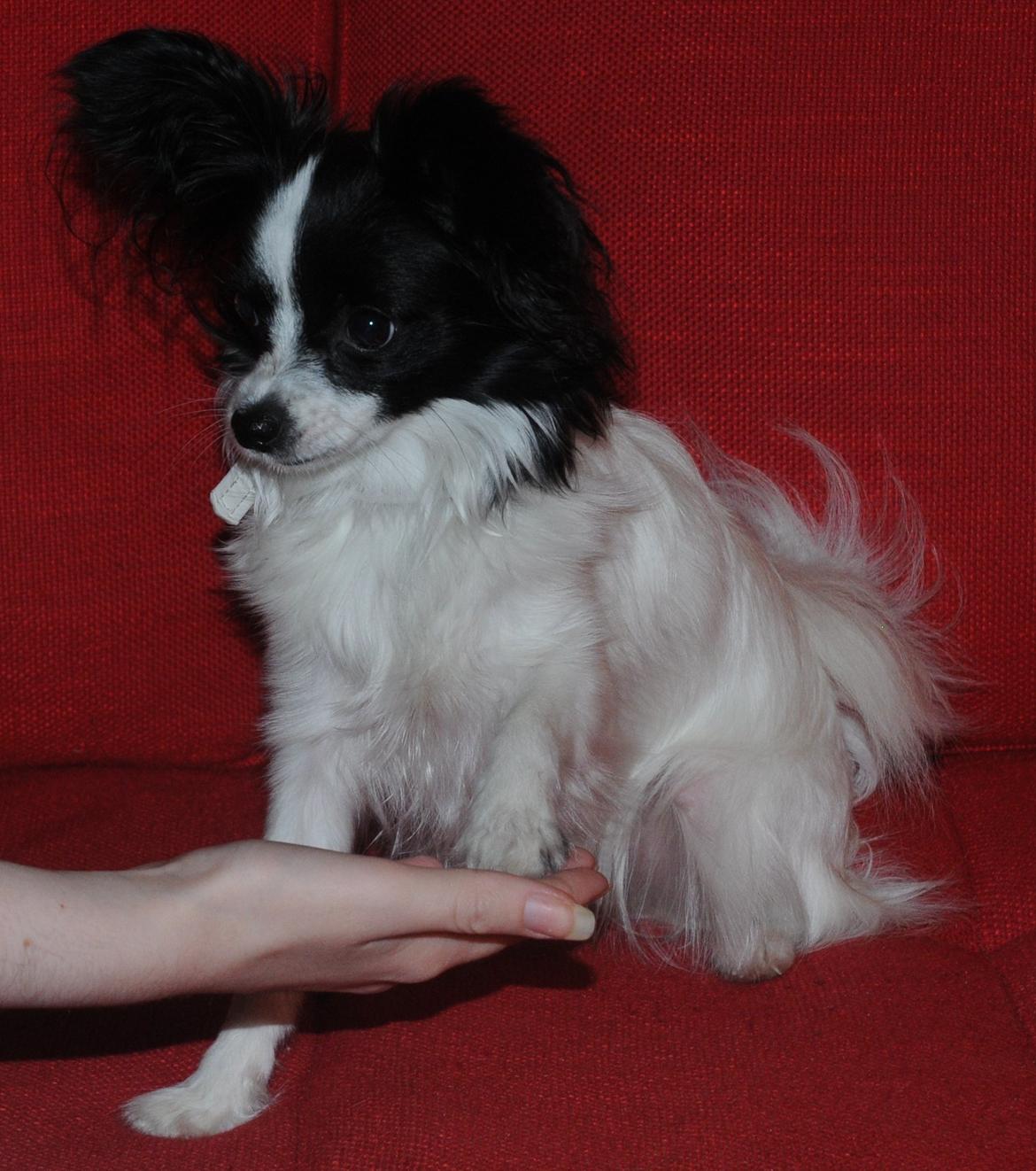 Papillon Zanni's Alicia billede 6