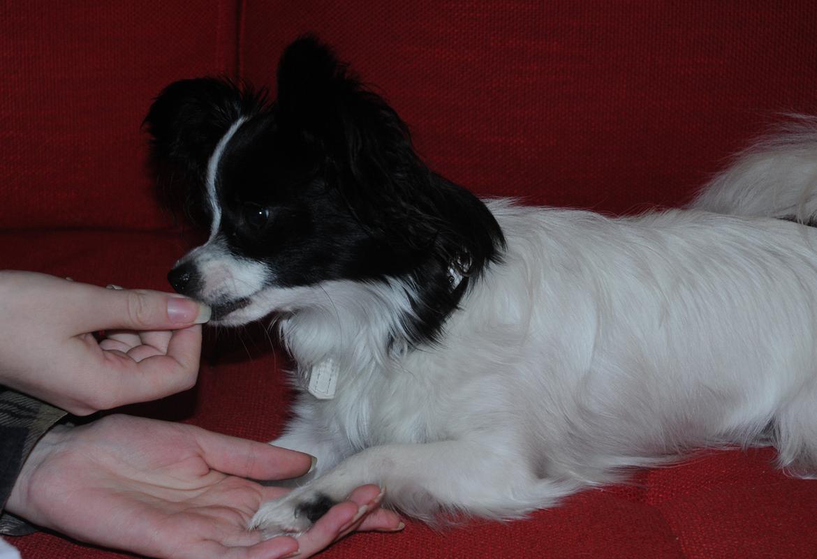 Papillon Zanni's Alicia billede 7