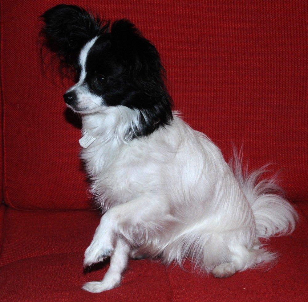 Papillon Zanni's Alicia billede 8