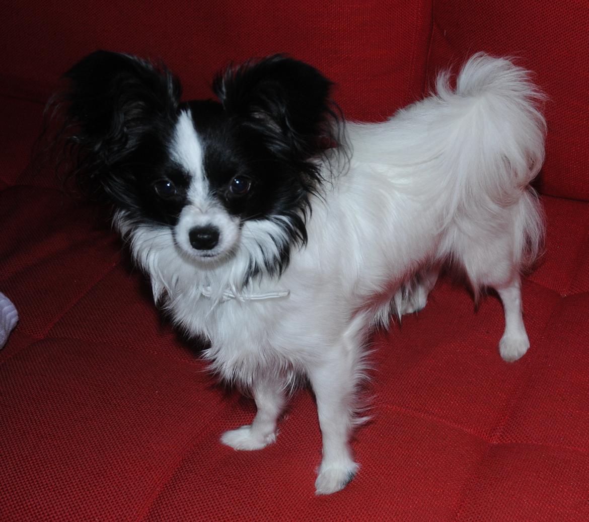 Papillon Zanni's Alicia billede 9