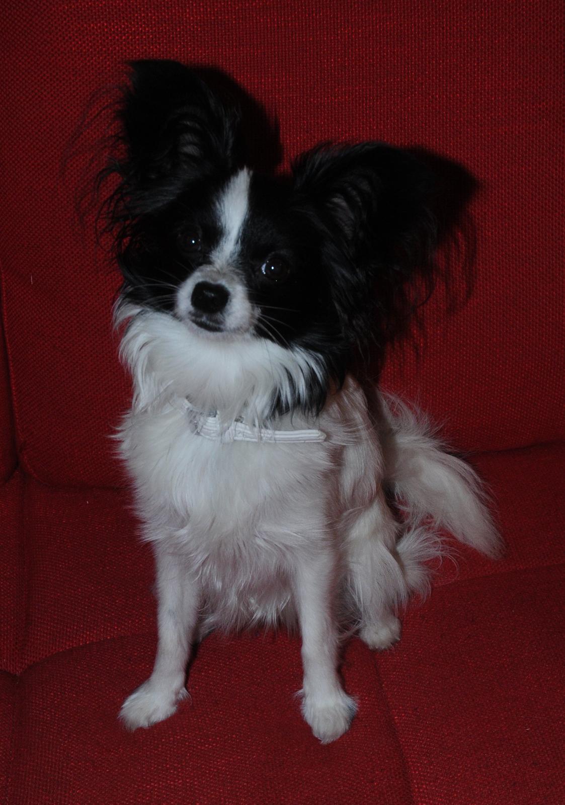 Papillon Zanni's Alicia billede 10