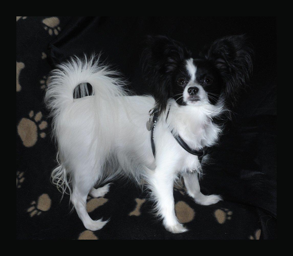 Papillon Zanni's Alicia billede 3
