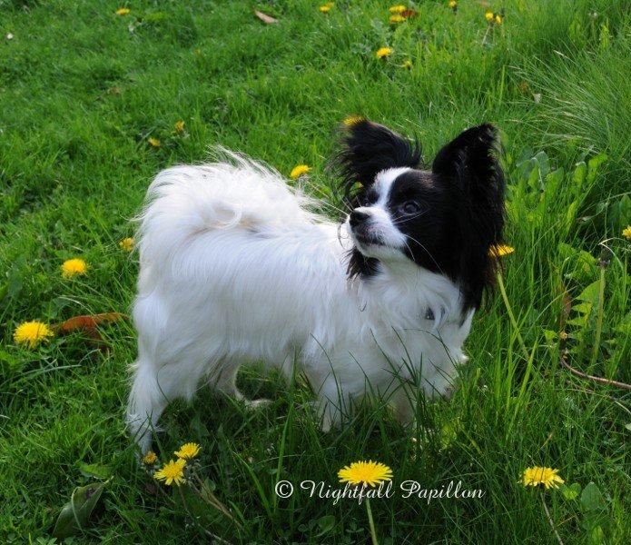 Papillon Zanni's Alicia billede 1