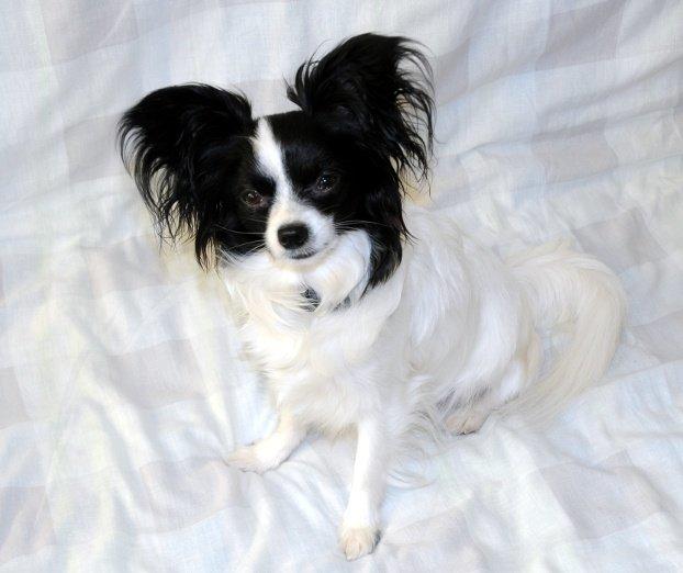 Papillon Zanni's Alicia billede 2