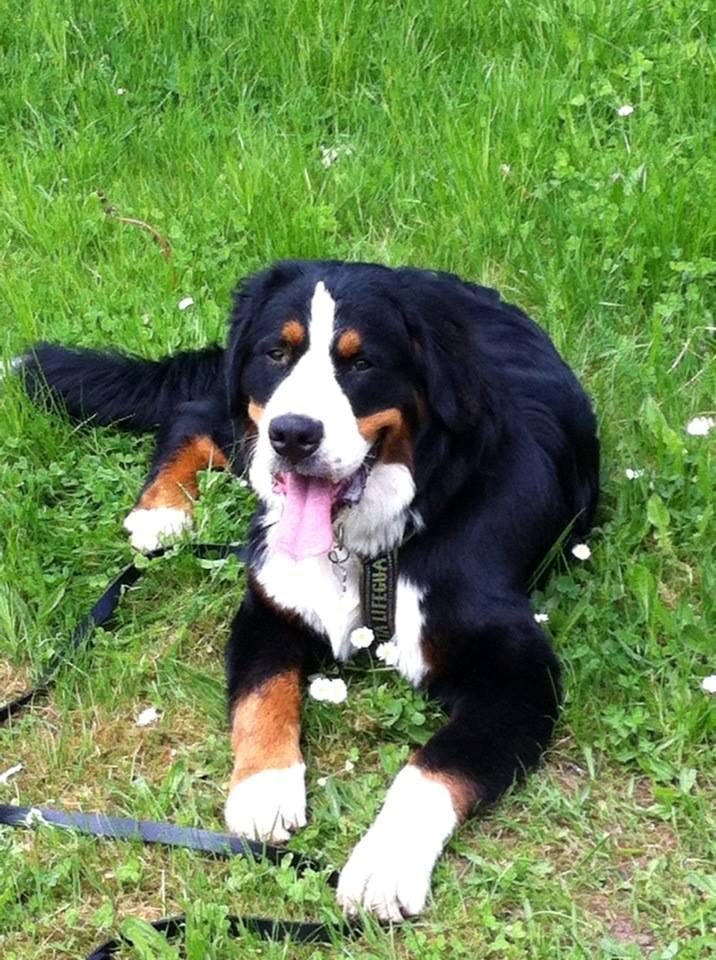 Berner sennenhund Samson billede 19