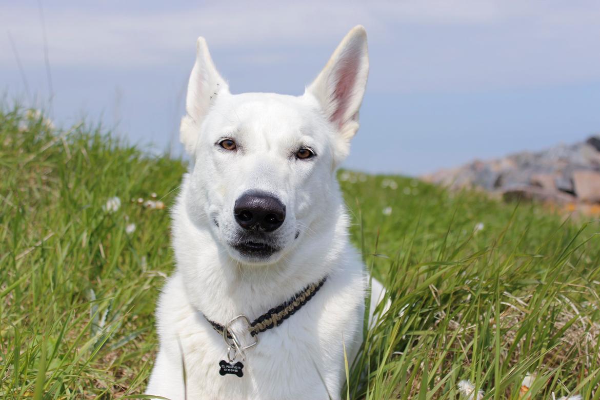 Hvid Schweizisk Hyrdehund Lobo - 27. maj 2013
Smukke bassen :D billede 31