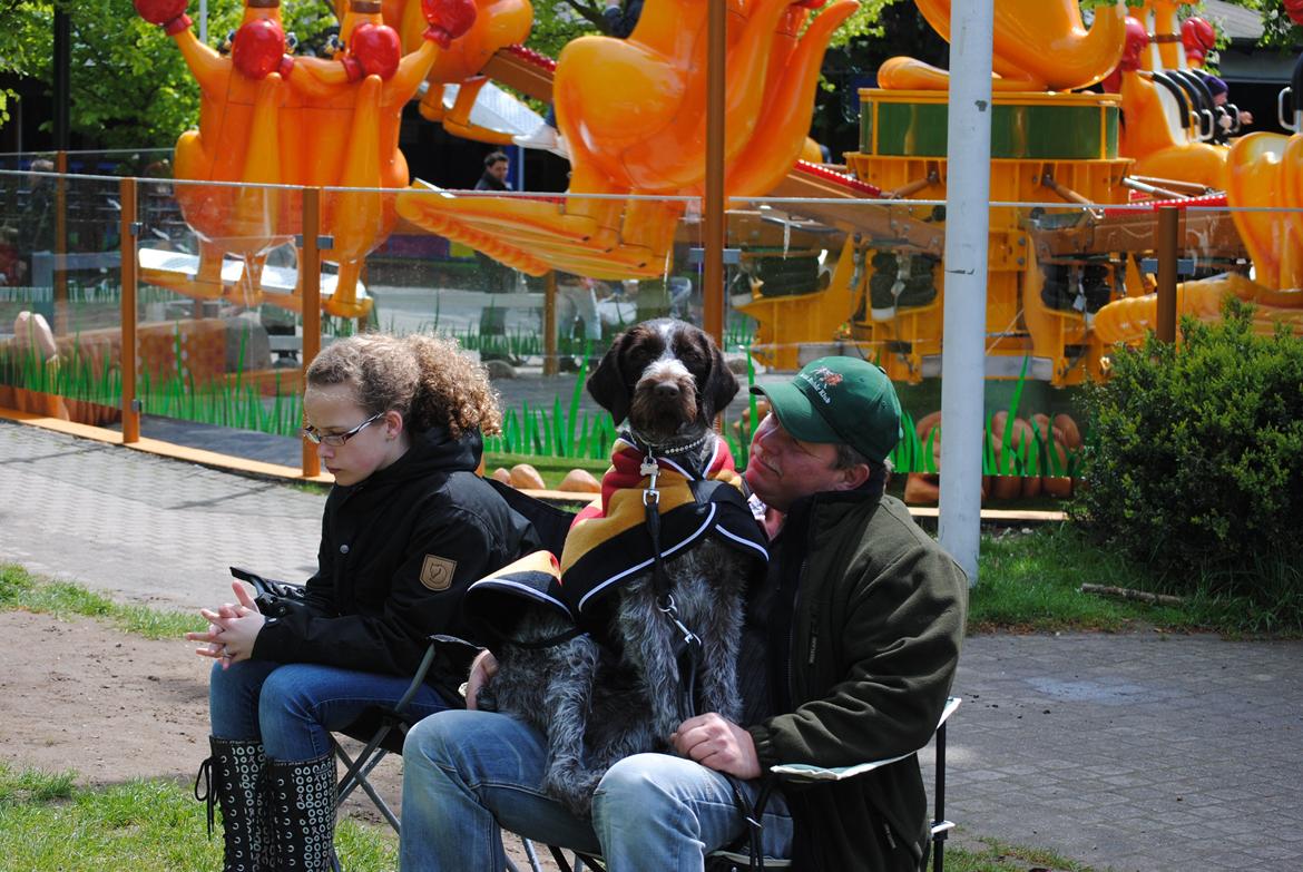Ruhåret hønsehund Gina - Venter på at skulle i store ring på Bakken 2012 billede 16