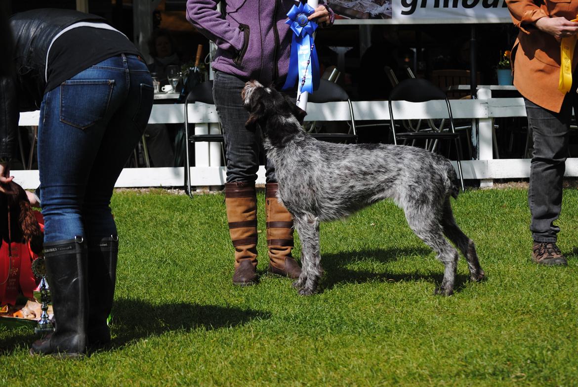 Ruhåret hønsehund Gina - BIG2 bakkeskuet 2012 billede 17