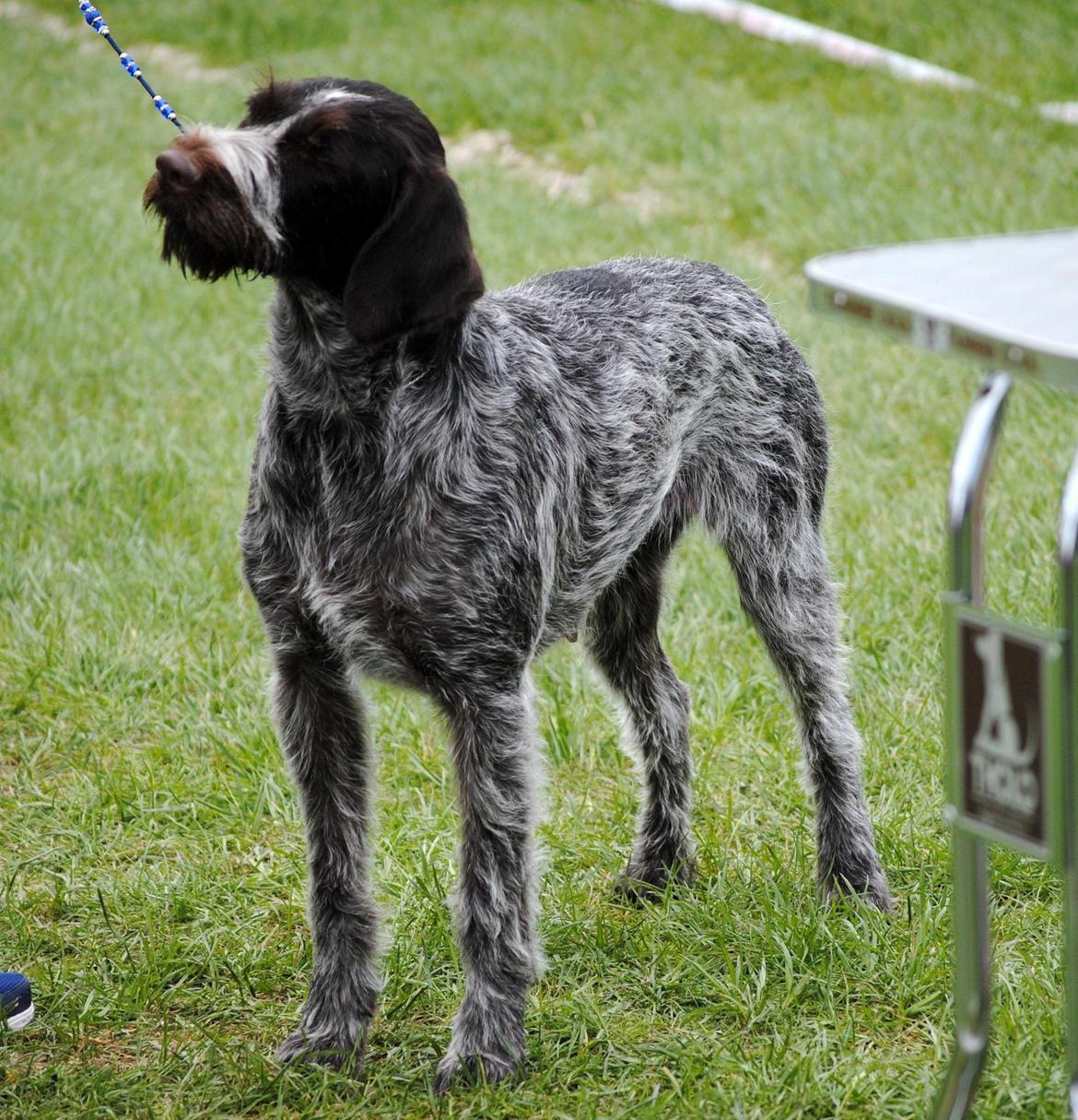 Ruhåret hønsehund Gina - udstilling i Roskilde 2012 billede 18