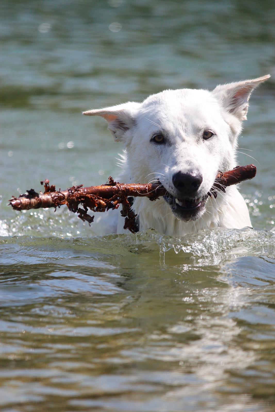 Hvid Schweizisk Hyrdehund Lobo - Lobos første svømmetur!
18. maj 2013 billede 25