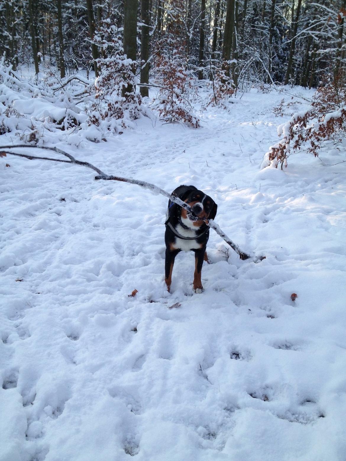 Appenzeller sennenhund Czekko Von Hirten billede 6